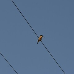 Todiramphus sanctus vagans