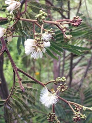 Acaciella