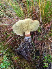 Suillus ampliporus