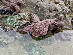 Pisaster ochraceus