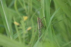 Schistocerca piceifrons