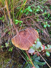 Suillus ampliporus