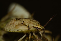 Carpocoris