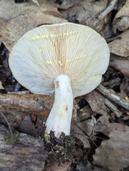 Lactarius chrysorrheus
