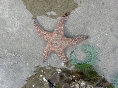 Pisaster ochraceus