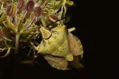 Carpocoris fuscispinus