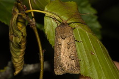 Agrotis