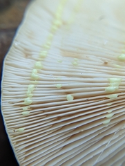 Lactarius chrysorrheus