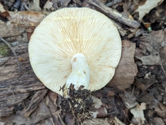 Lactarius chrysorrheus