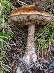 Leccinum alaskanum