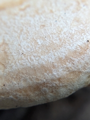 Lactarius chrysorrheus