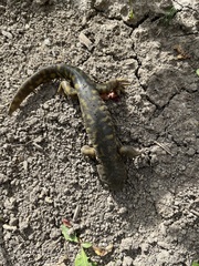 Ambystoma mavortium