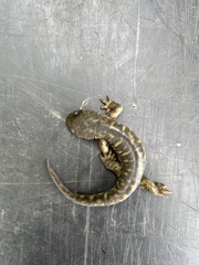 Ambystoma mavortium