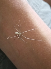 Pholcus phalangioides