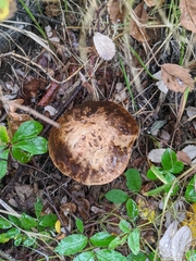 Leccinum alaskanum