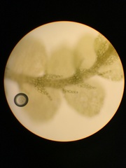 Lejeunea trinitensis