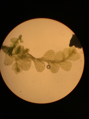 Lejeunea trinitensis