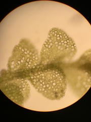 Lejeunea trinitensis