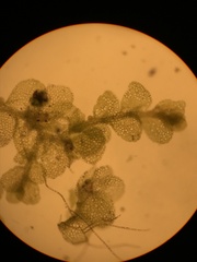 Lejeunea trinitensis