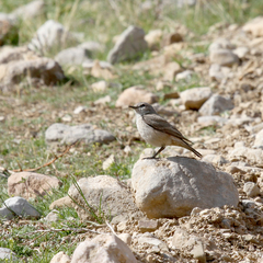 Oenanthe chrysopygia