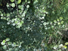 Rhamnus globosa