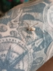 Pholcus phalangioides