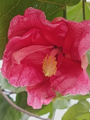 Thespesia grandiflora