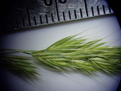Festuca octoflora hirtella