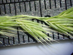 Festuca octoflora hirtella