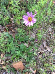 Iostephane heterophylla