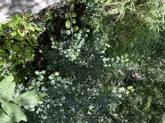 Rhamnus globosa