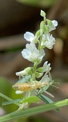Zelus renardii