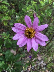 Iostephane heterophylla