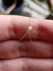 Pholcus phalangioides