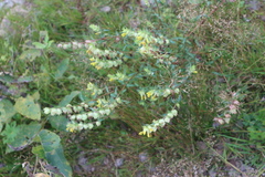Rhinanthus serotinus