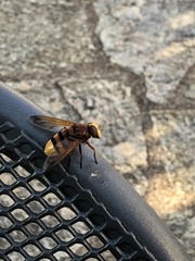 Volucella zonaria