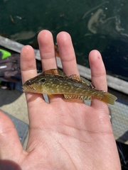 Hexagrammos decagrammus
