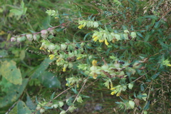 Rhinanthus serotinus