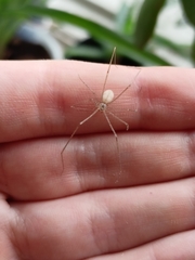 Pholcus phalangioides