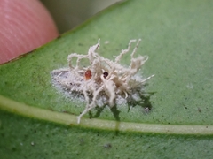 Gibellula
