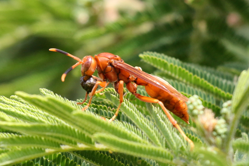 Neotropical Red Paper Wasp