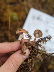 Cystoderma