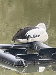 Pelecanus conspicillatus
