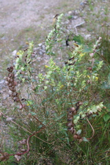 Rhinanthus serotinus