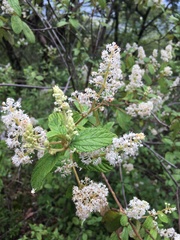 Ceanothus