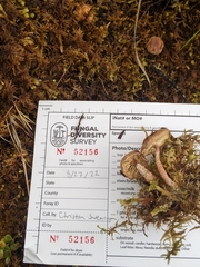 Cystoderma