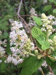 Ceanothus