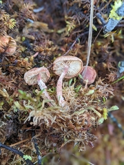Cystoderma