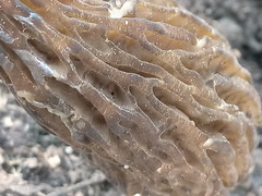 Morchella