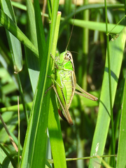 Roeseliana roeselii